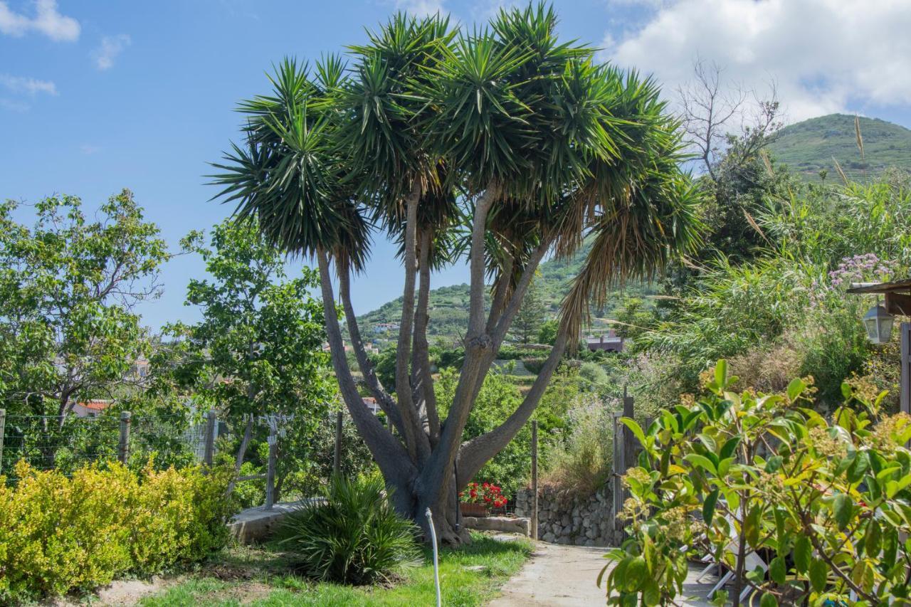 Casa Yucca Forio (Isola d'Ischia) Exterior foto